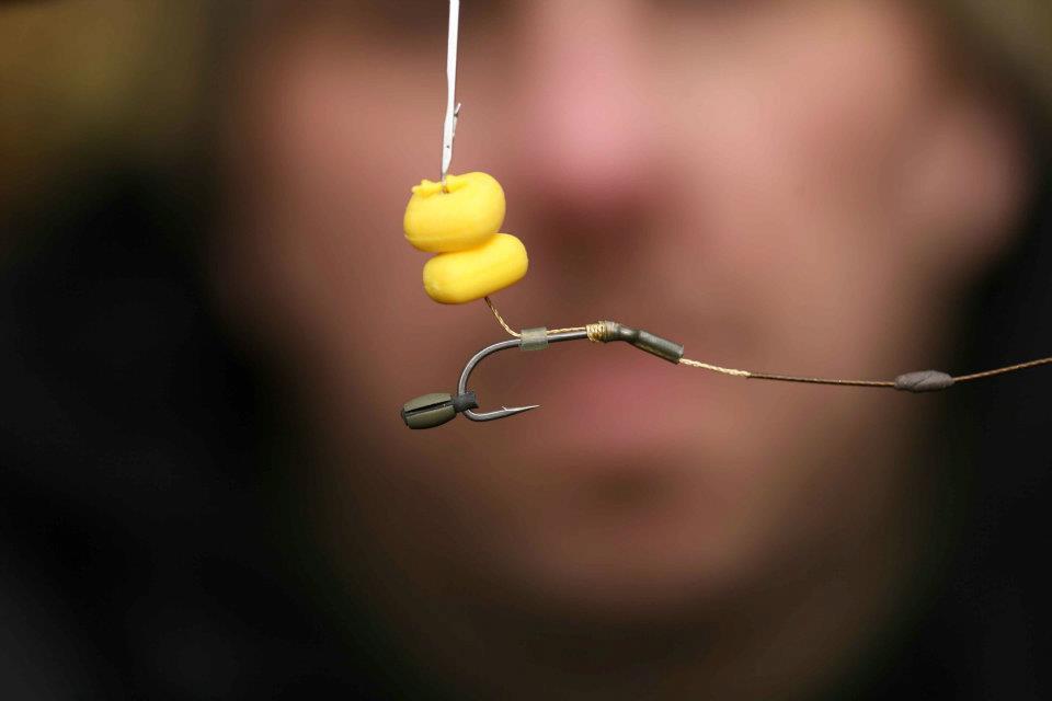 FOX - 4322093071345293441351918446538n.jpg